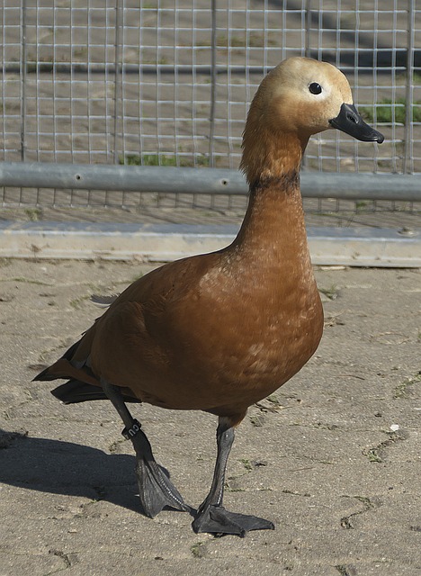 盖真实问题